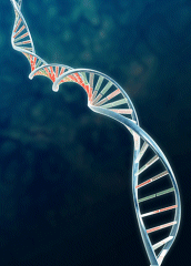 DNA Helix